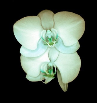 F 034F